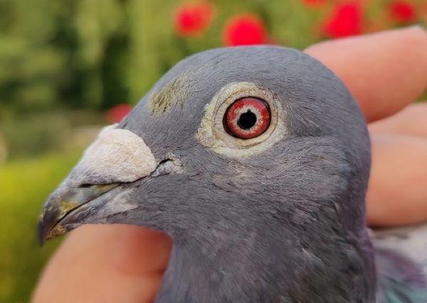 BE23-6062270 '270' >  8e NAT/1e B2/6e PR Bourges III 24 >hok Jos Vercammen (+Foto/Stamboom)*