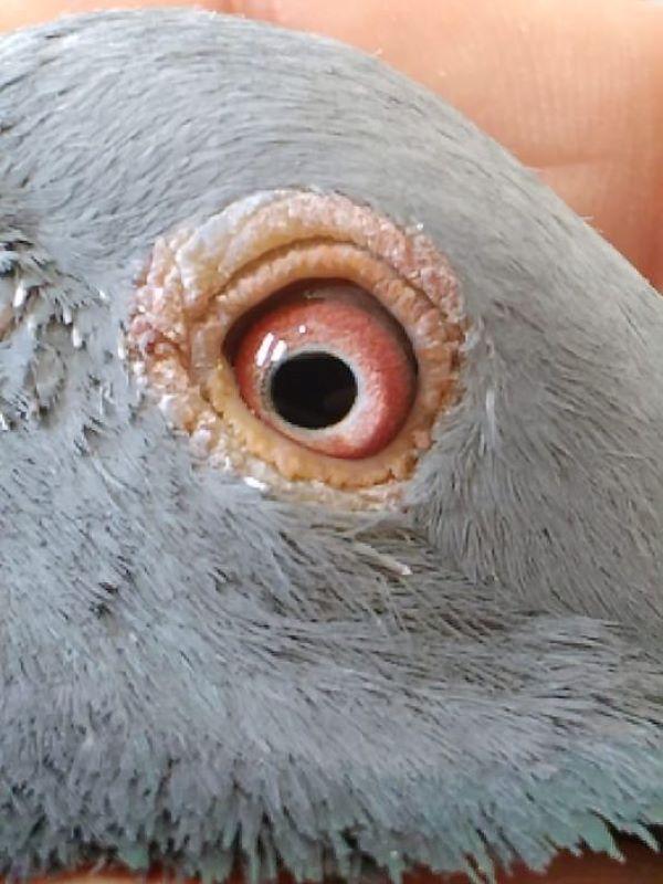 NL23-4704114 '114' > 1e Venlo 24/08/24 AFDELING 10 Nl >Zwiep-Kikkert (+Foto/Stamboom)*