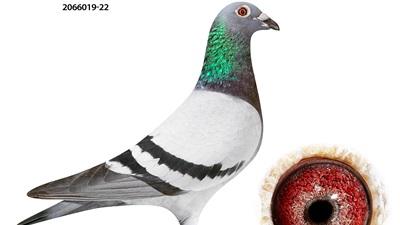 BE22-2066019 'Noor' > 3e NAT/1e B4/1e PR Bourges III + 12e NAT/1e B4/2e PR Bourges II 24 >Gommaire Verbruggen (+Foto/Stamboom)*