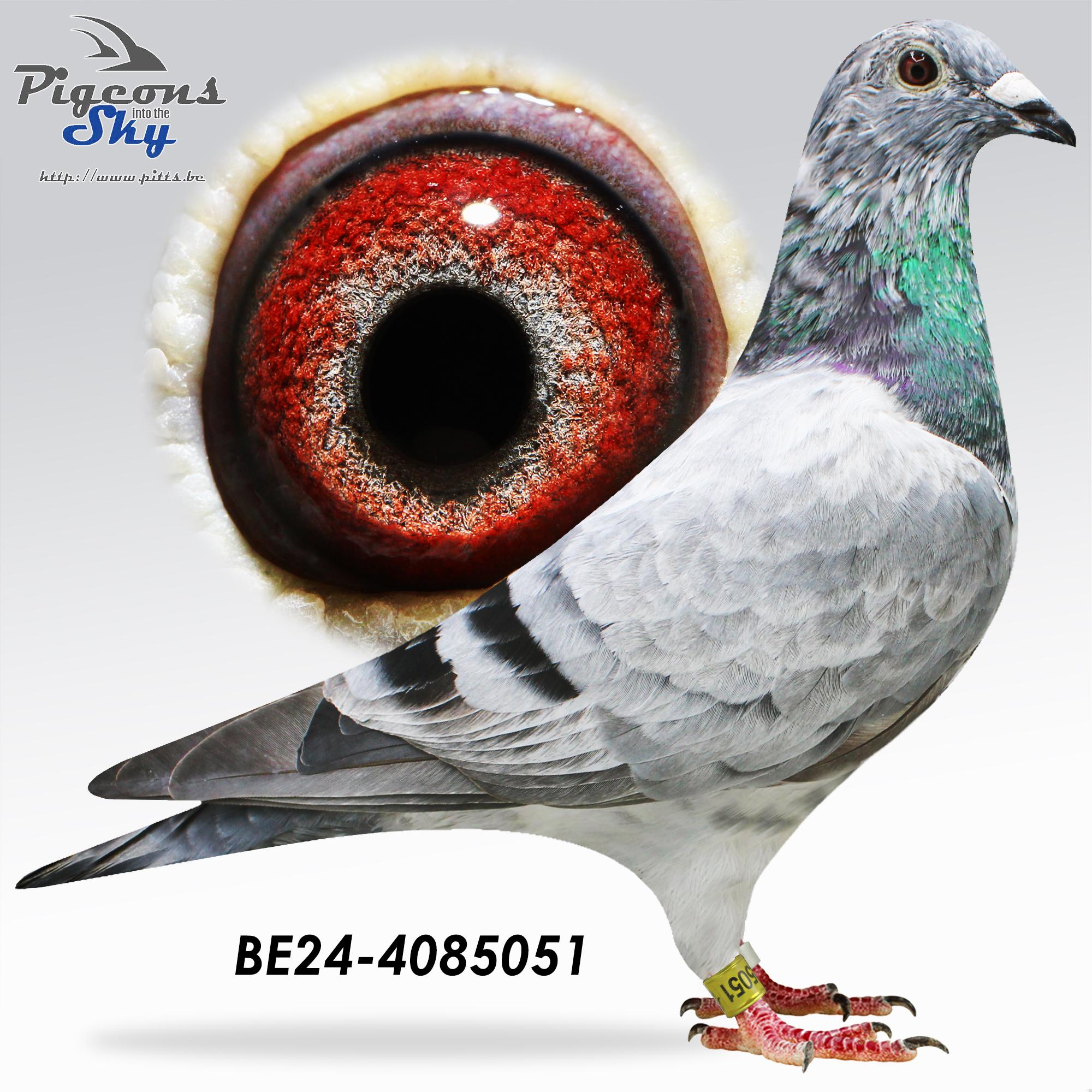 TOTALE VERKOOP Hans D'Hondt