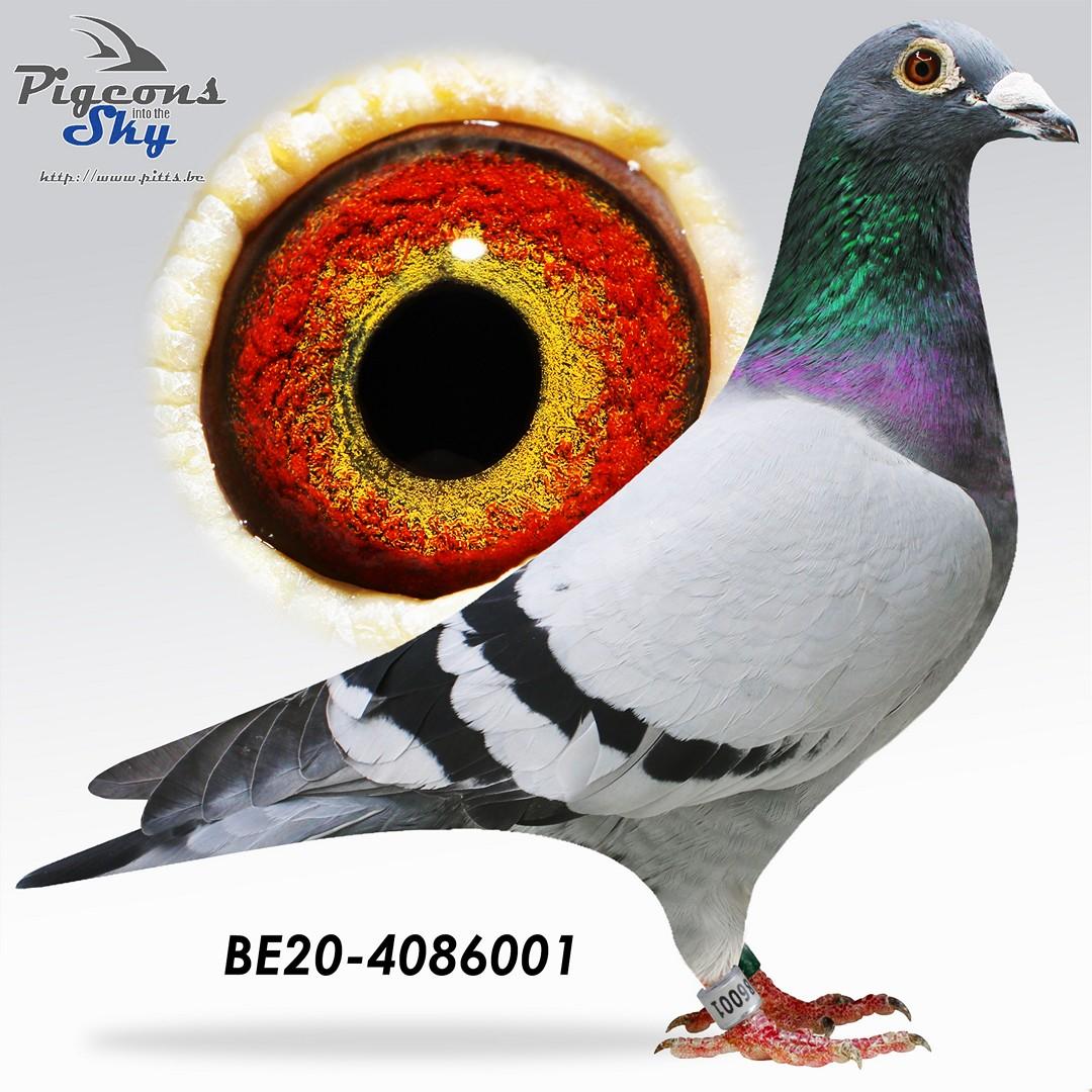be20-4086001.jpg