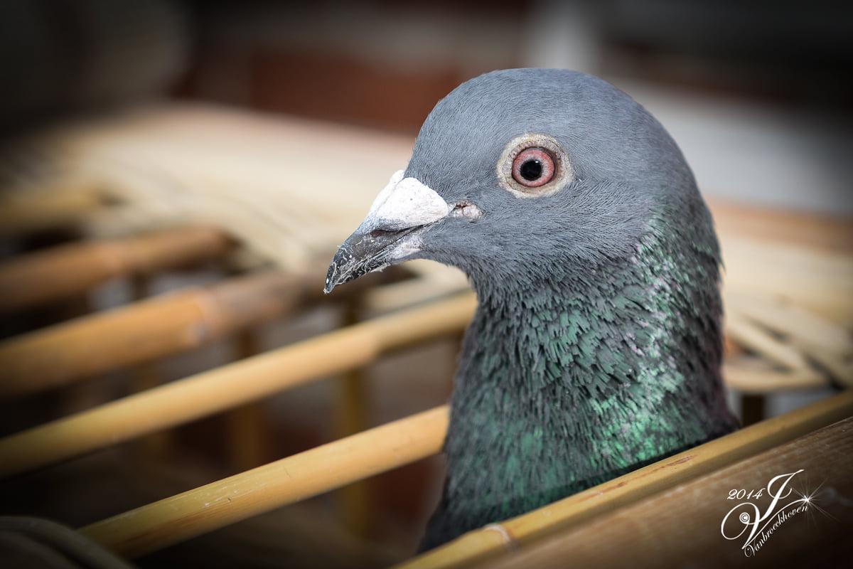 NOFON Beurs, tentoonstelling verschillende vogelsoorten 21 & 22 dec