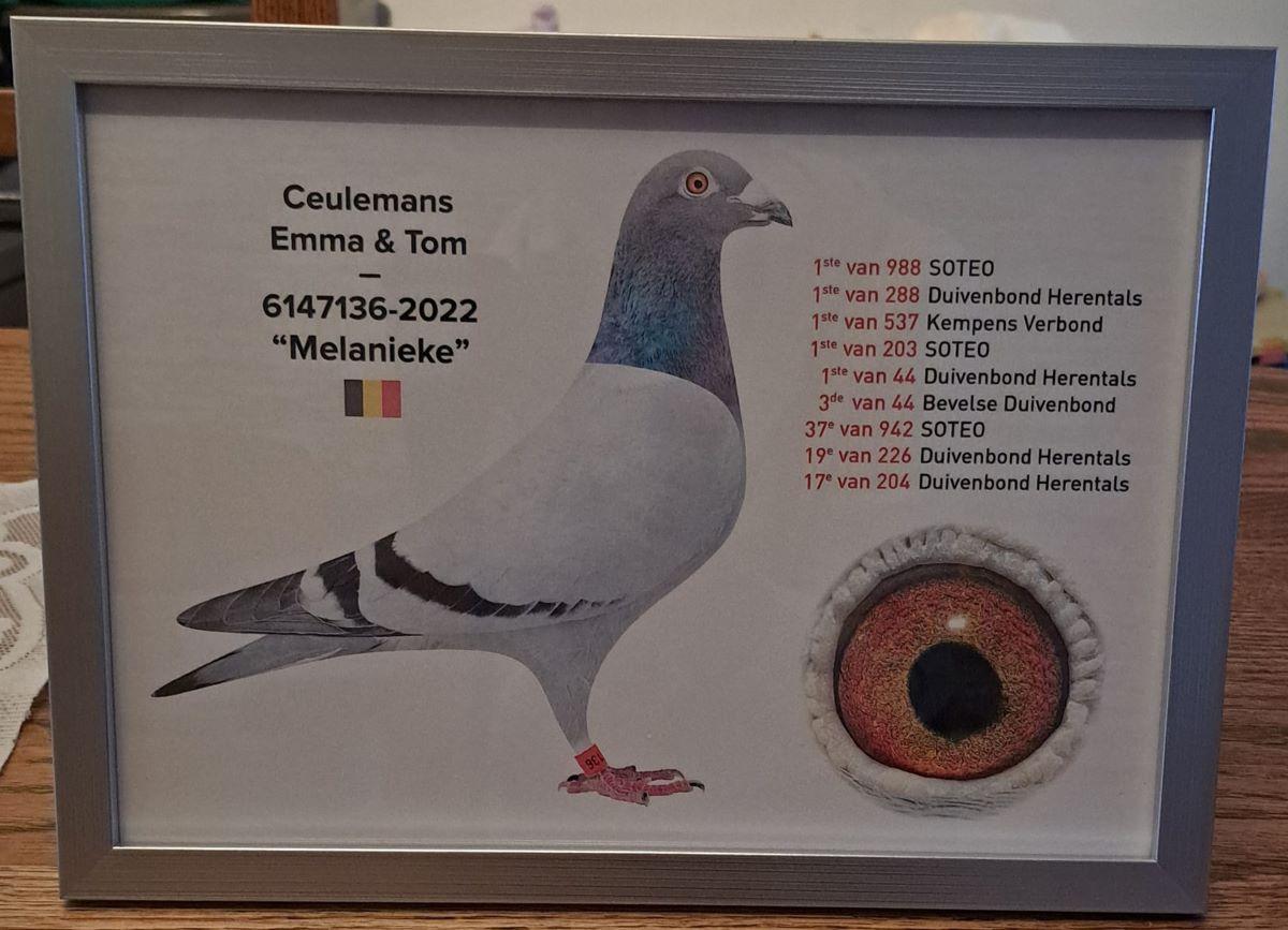 BE22-6147136 'Melanieke' > 1st Quievrain 24 >EMMA, TOM & EVELYN CEULEMANS (+Foto)