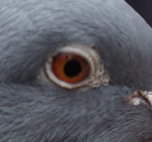 pitts-ceulemans-ete-pitts-be22-6147136-melanieke-oog-1.jpg
