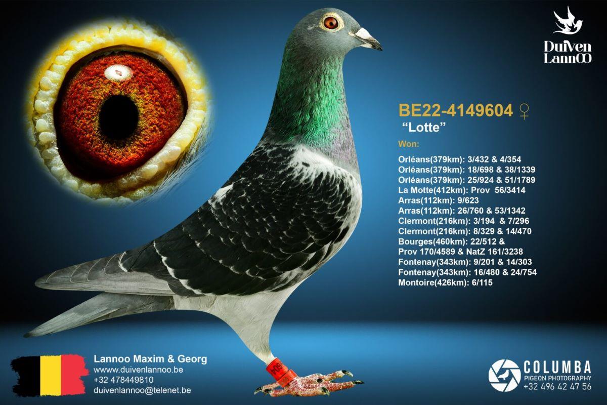 pitts-lannoo-pitts-be22-4149604-lotte-foto.jpg