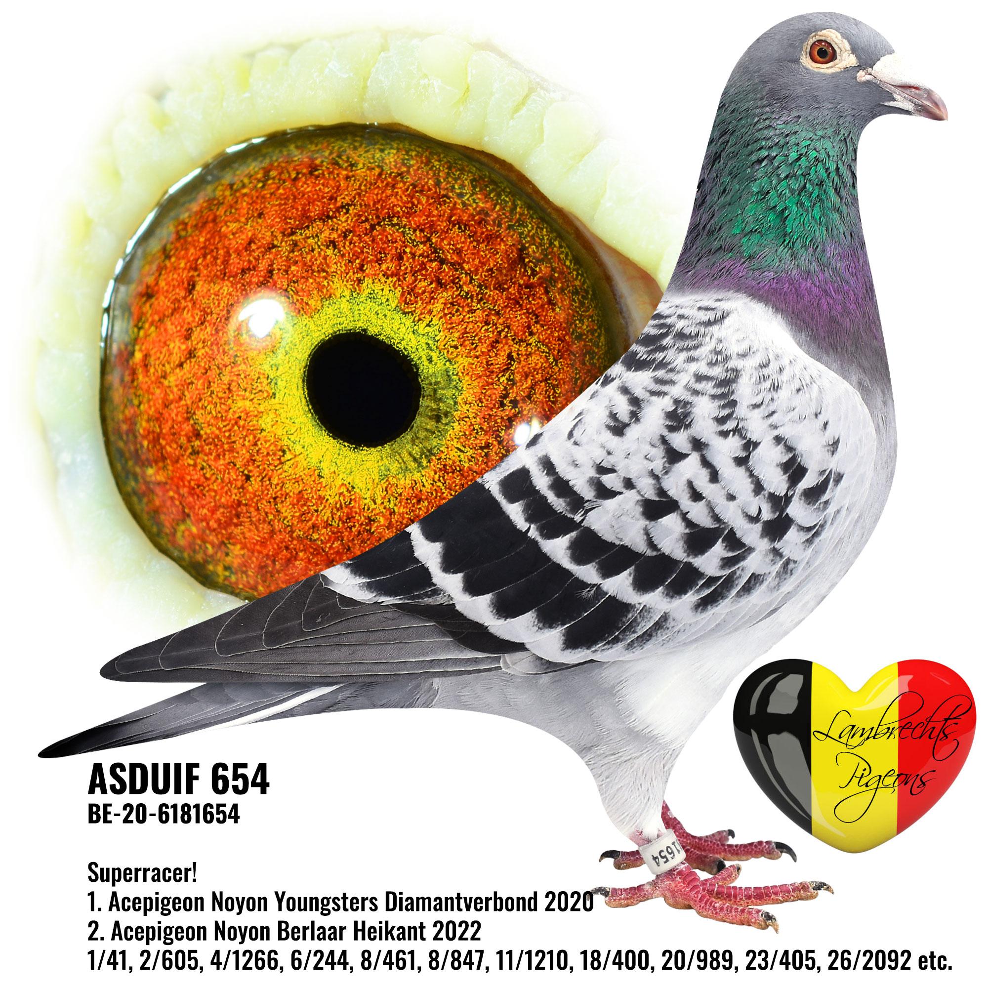 pitts-lambrechtspigeons-be20-6181654-asduif-654.jpg