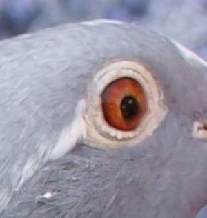pitts-lambrechts-pigeons-pitts-be23-6198436-436-oog1.jpg