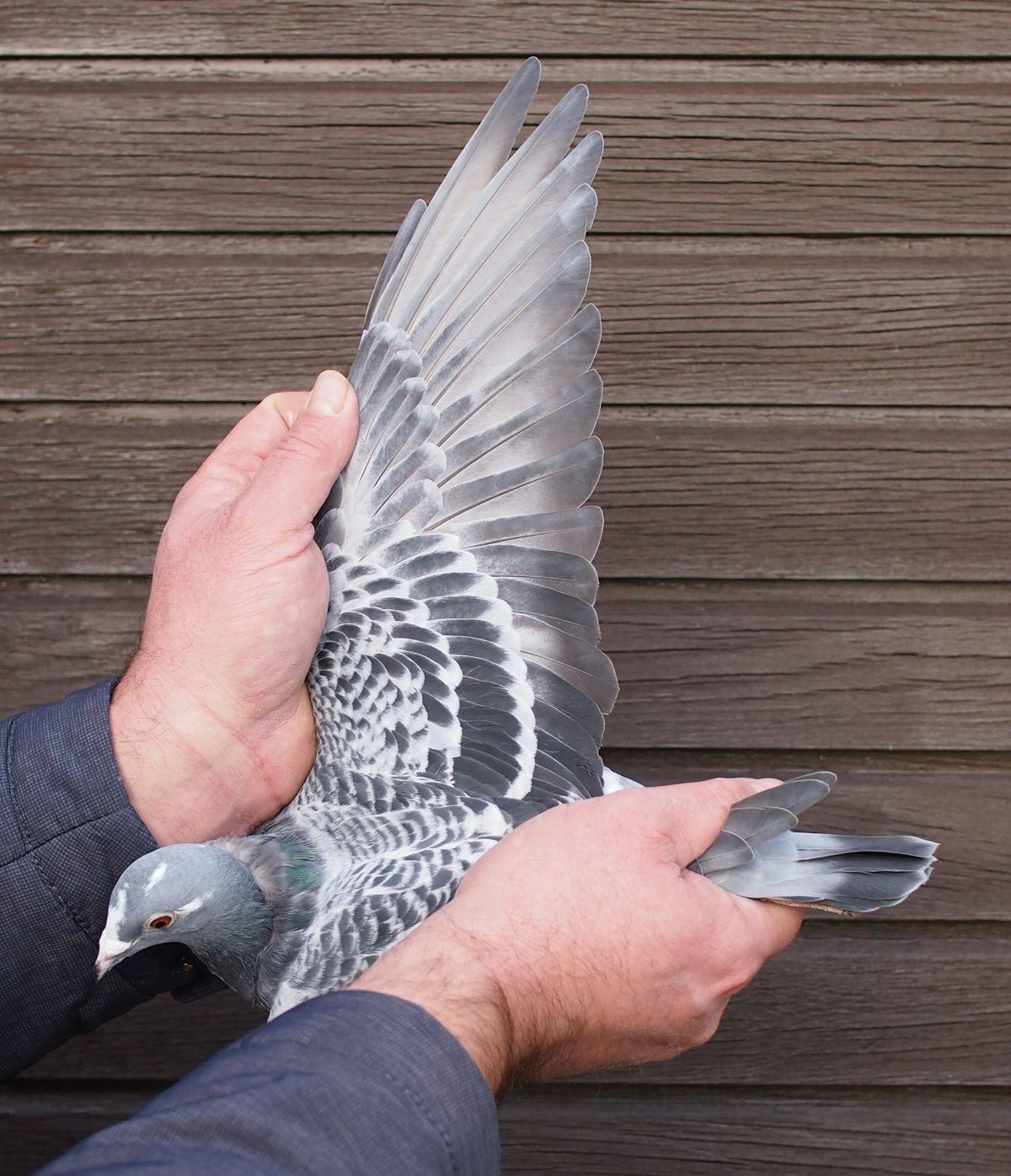 pitts-lambrechts-pigeons-pitts-be23-6198436-436-vleugel1.jpg