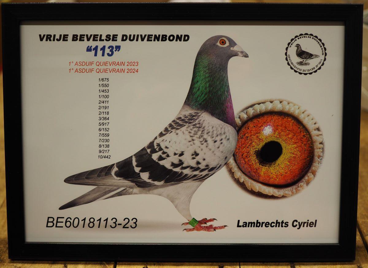 pitts-lambrechts-pigeons-pitts-be23-6018113-113-foto-2024.jpg