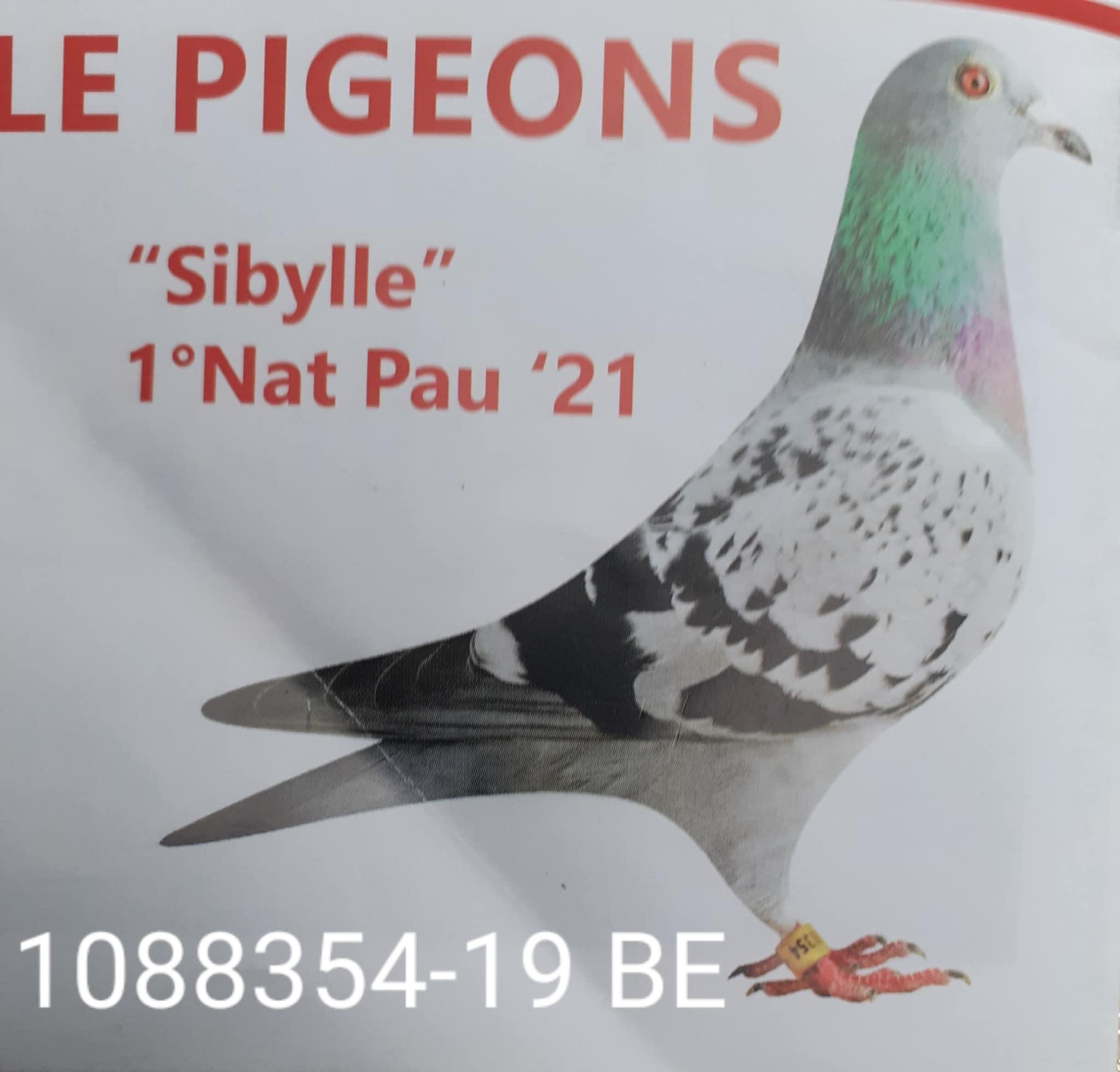 sybille.jpg