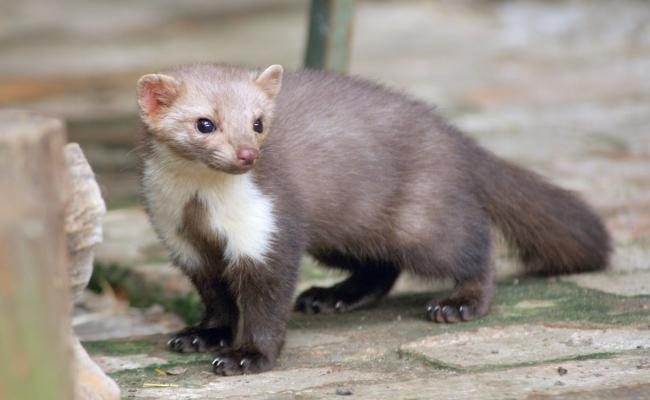 Marter richt ravage aan op het kweekhok van Victor Valvekens