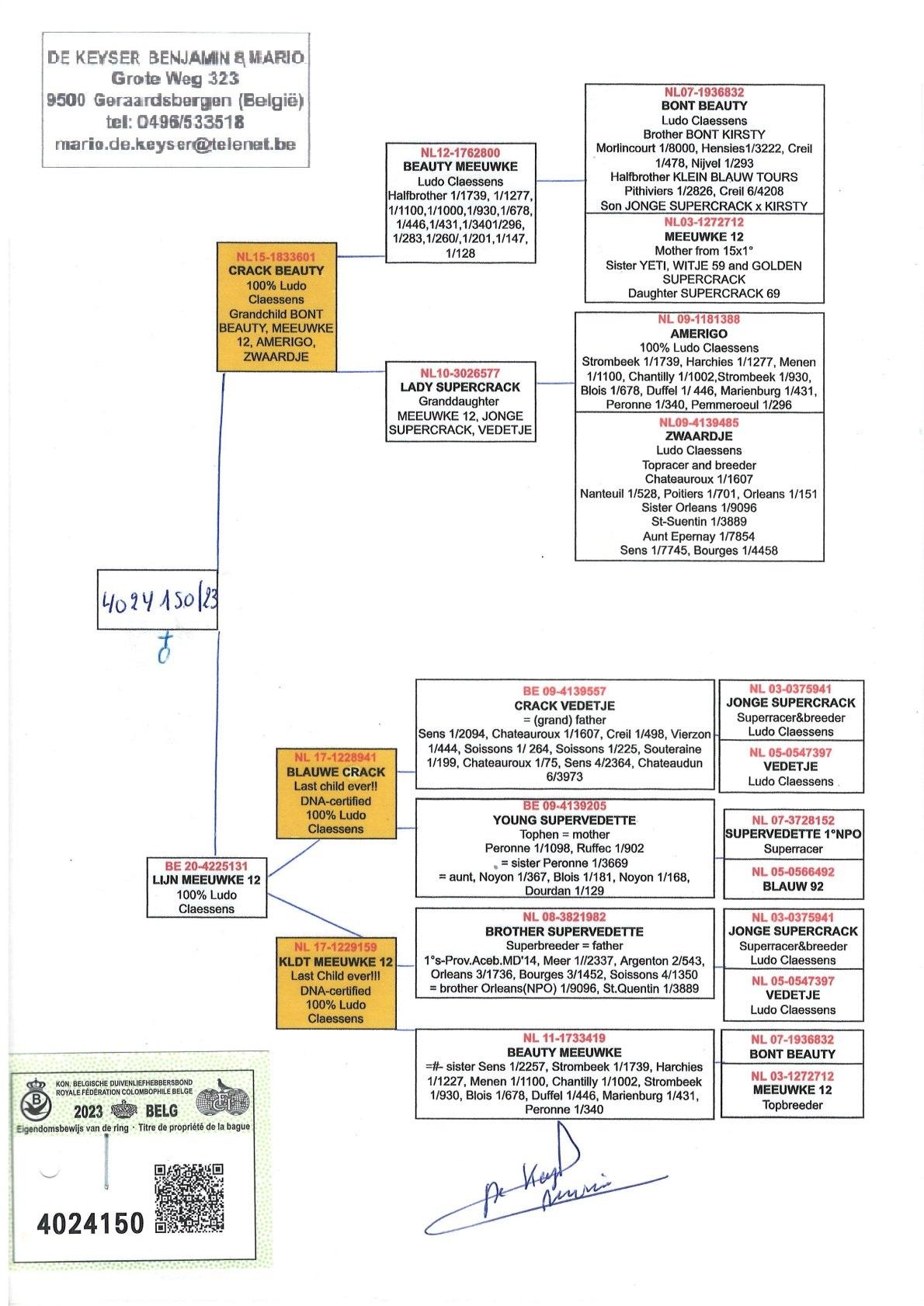 pedigree Crack Beauty x Lijn Meeuwke 12