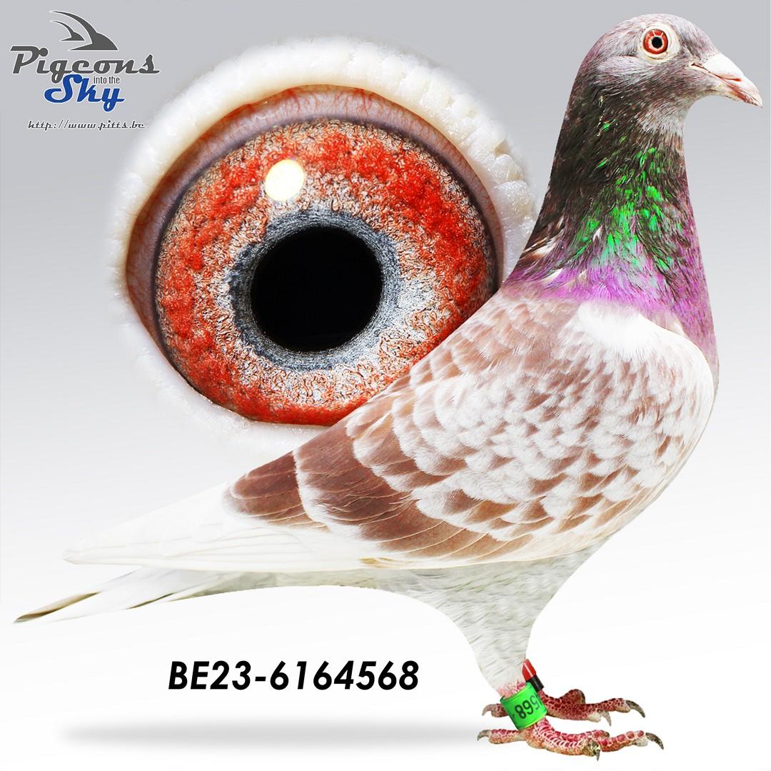 Uit toplijn Olympiade 003