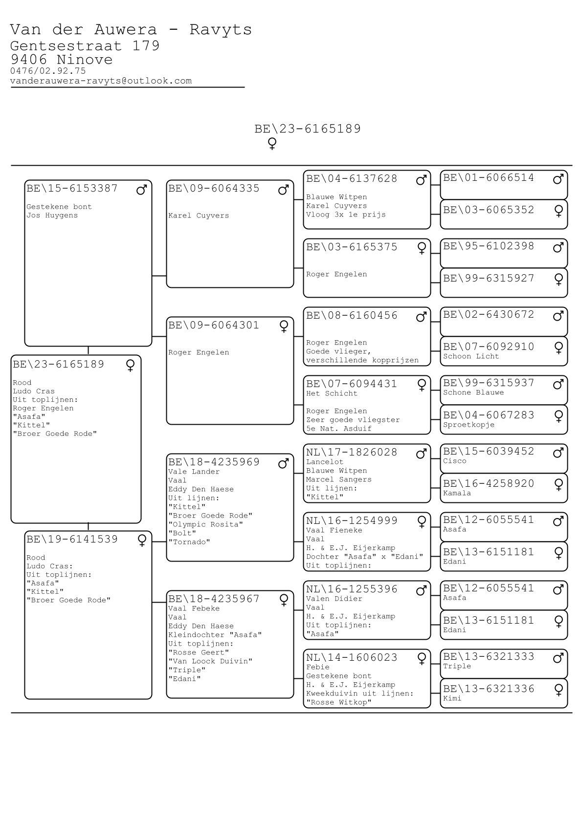 pedigree Uit lijn Kittel