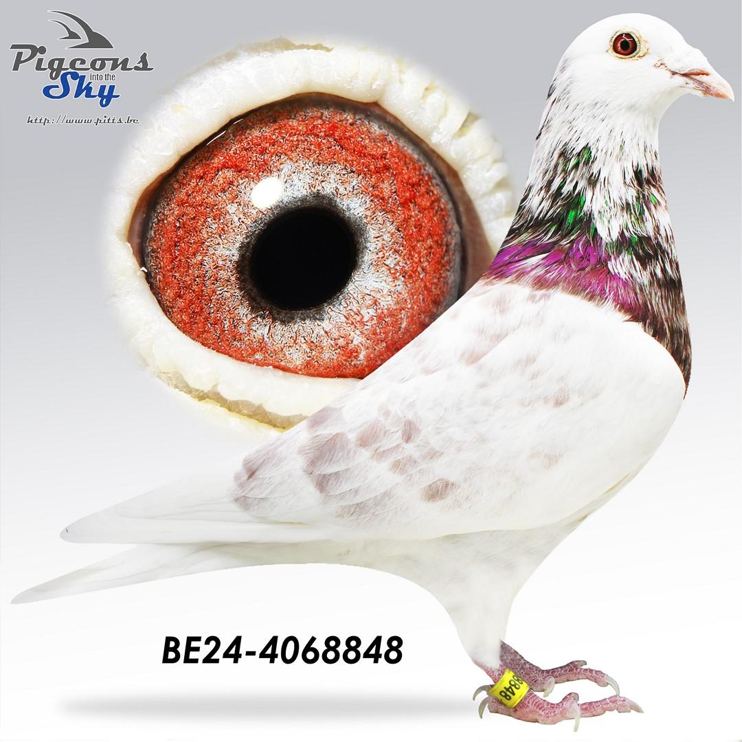 Lijn Zwarte Olympiade