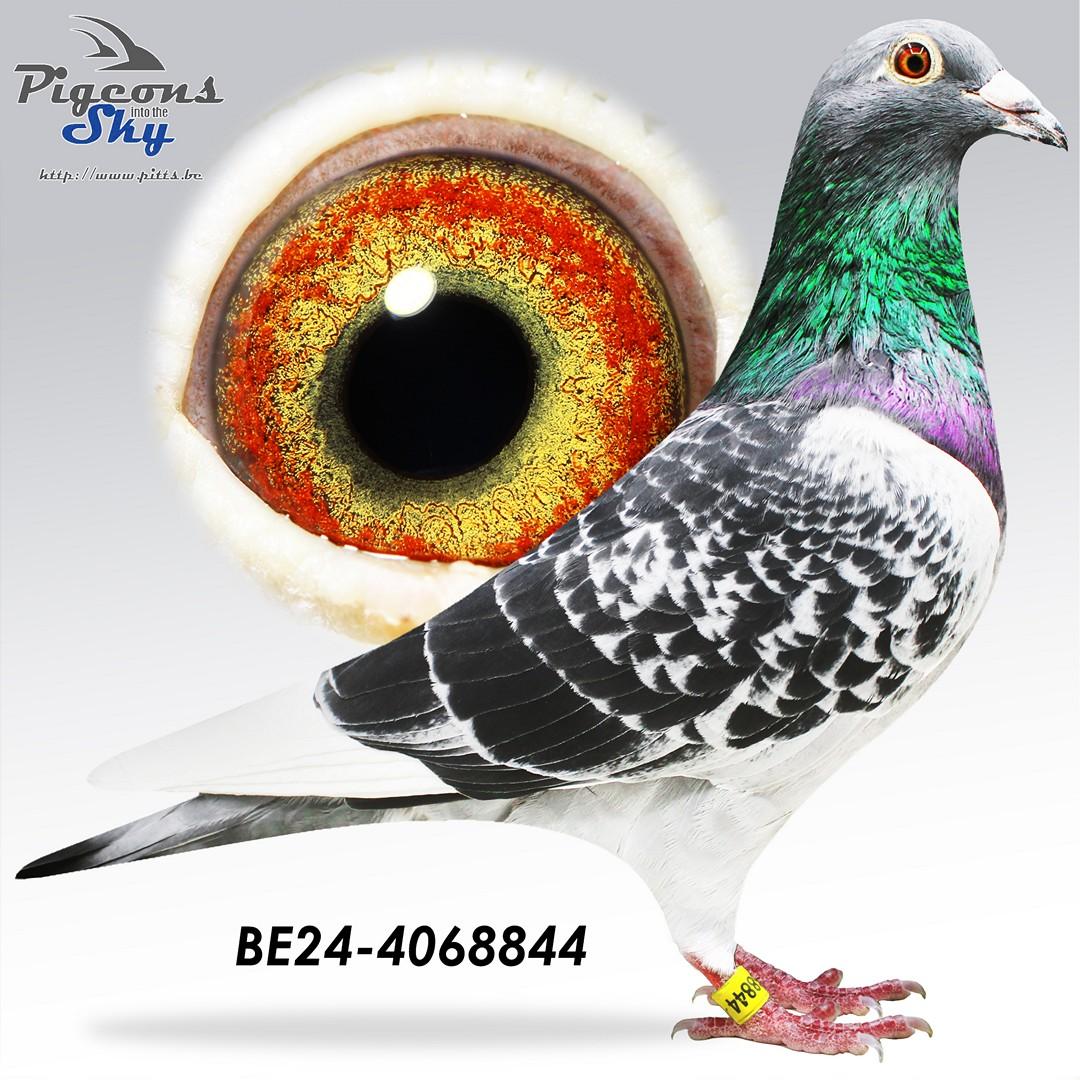 Zoon 126/13 x Zus 710