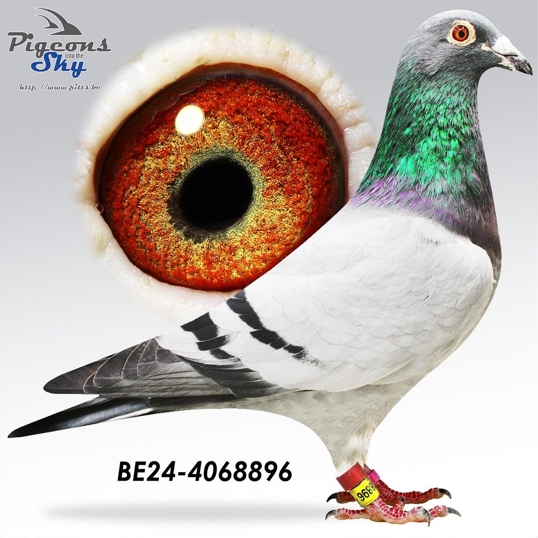 Zoon topvlieger Flanders Collection