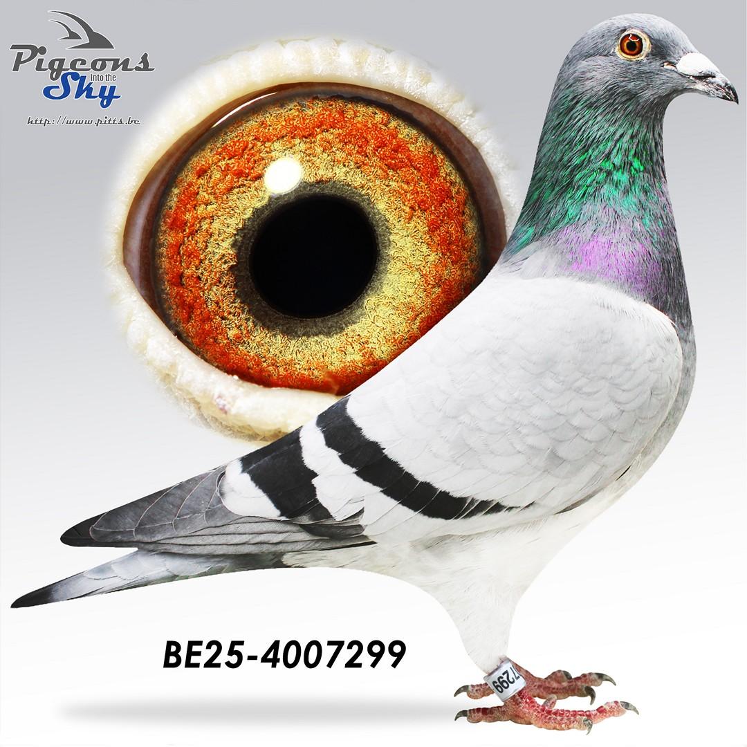 Kleinkind 1e Asduif Arras