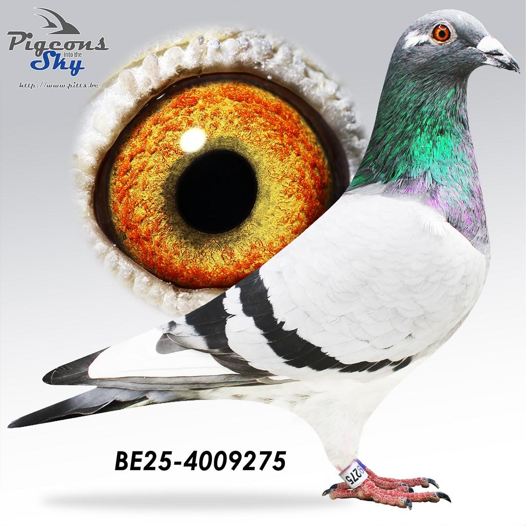 Lijn Sagan x Platina