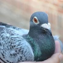 Peiten Eddy foto