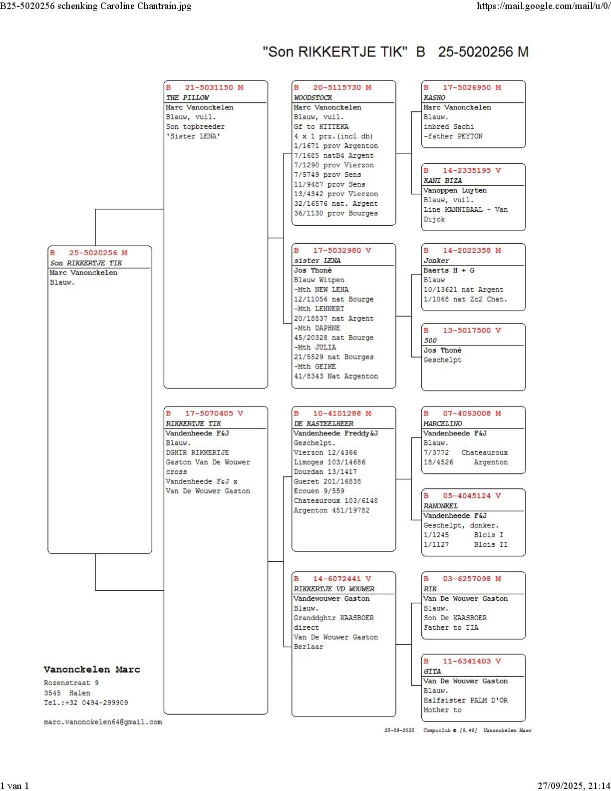 Pedigree Vanonckelen Marc, Halen - duif ter plaatse