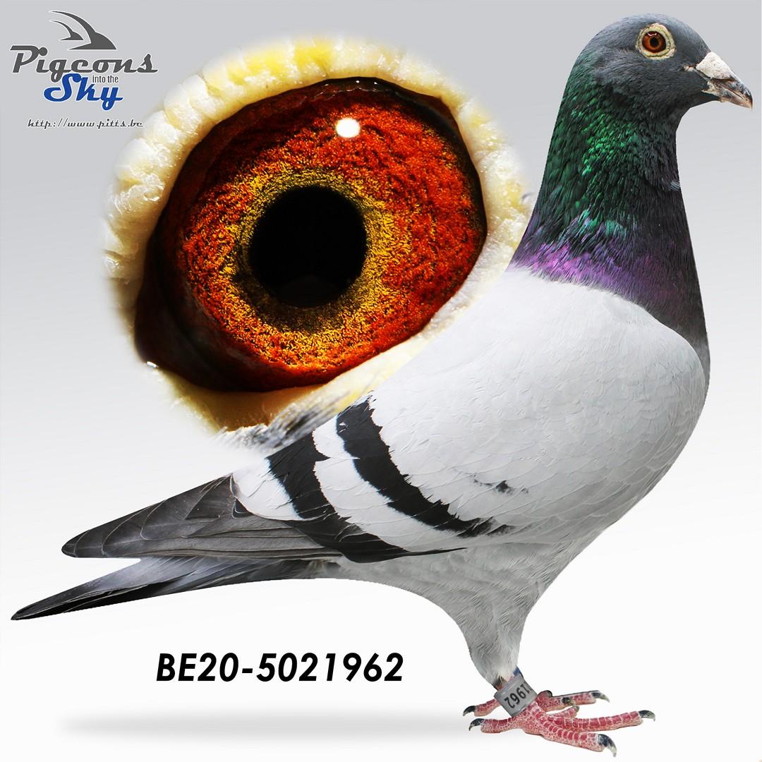 BE20-5021962