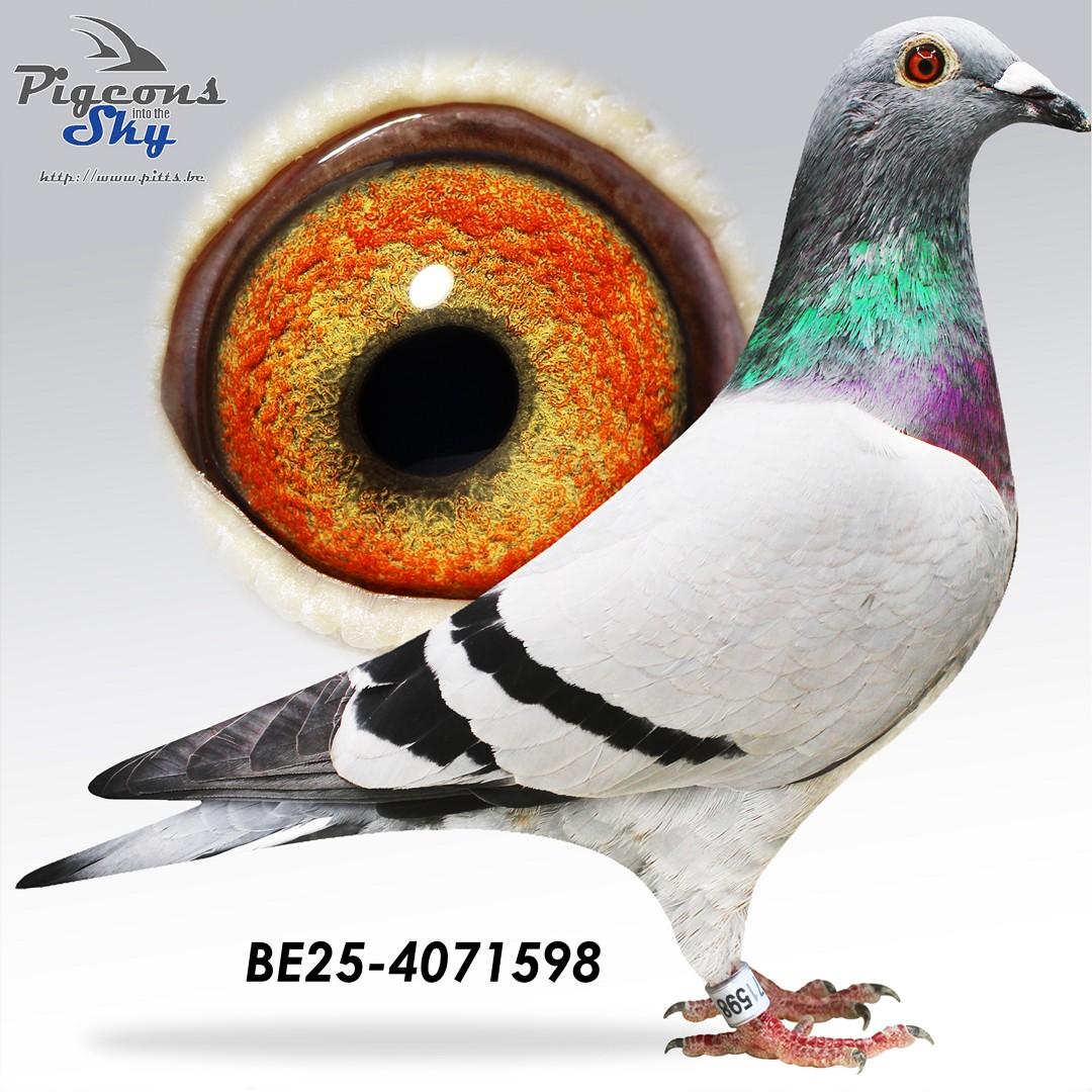 BE25-4071598
