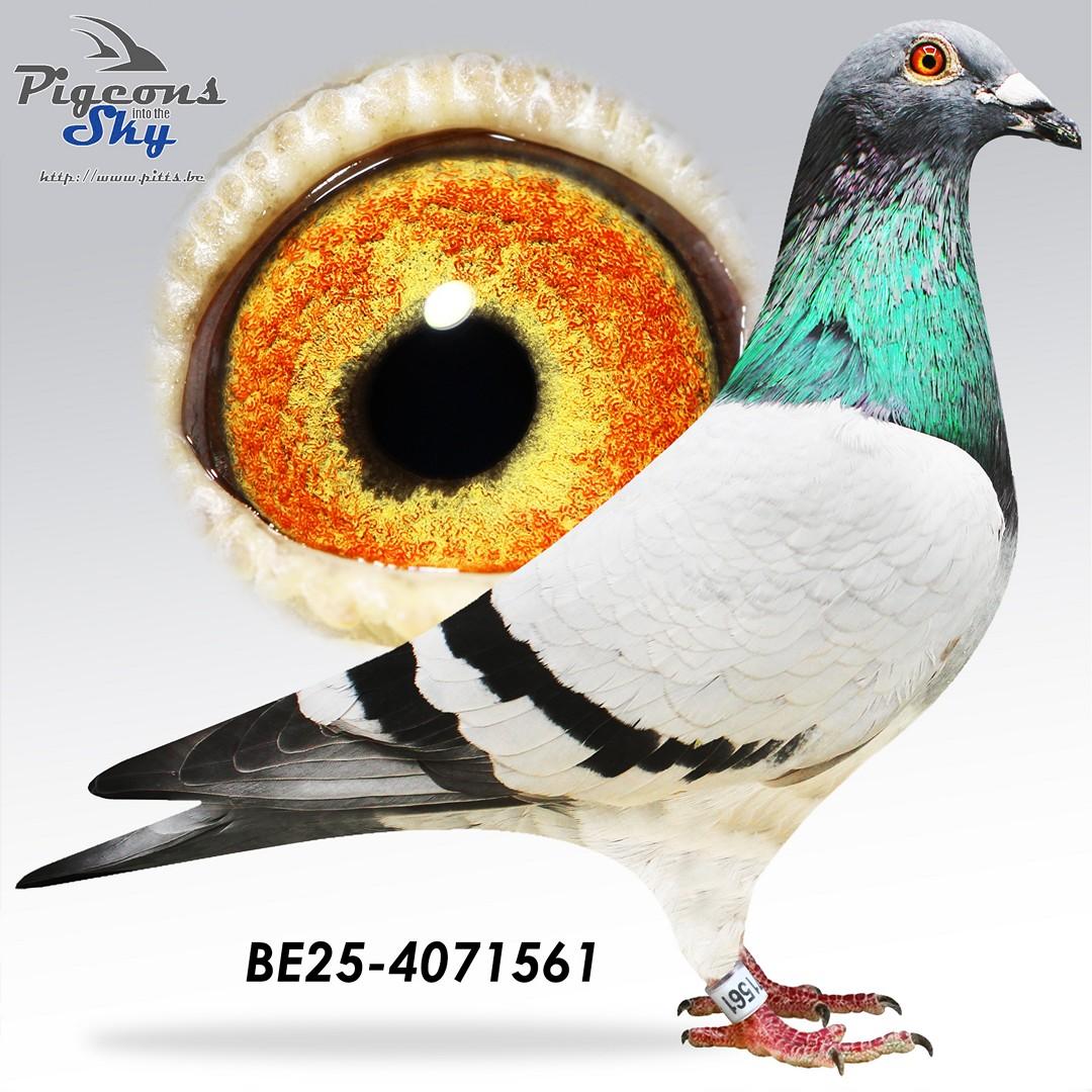 BE25-4071561