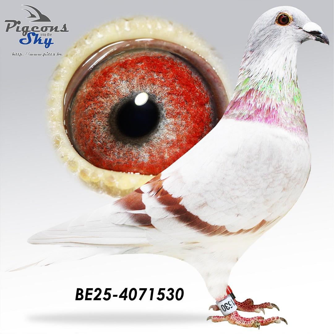 BE25-4071530