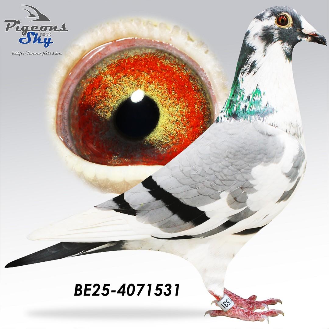 BE25-4071531