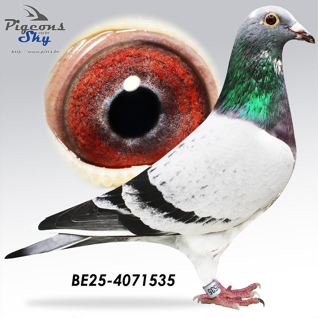 BE25-4071535