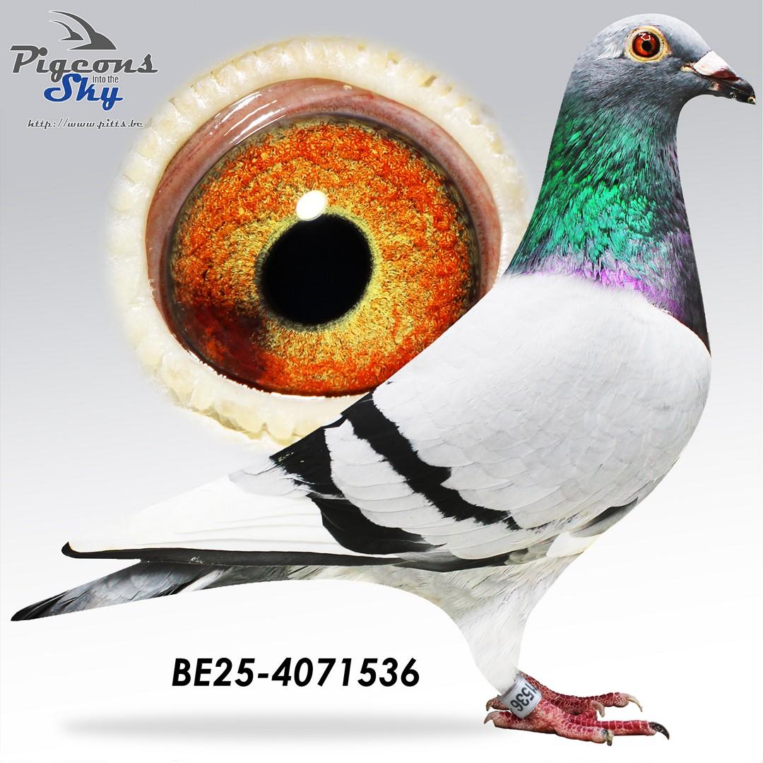 BE25-4071536