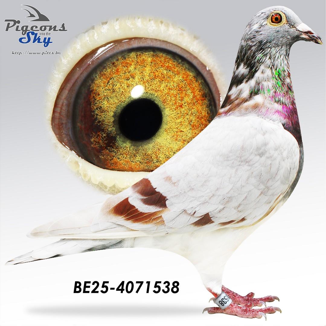 BE25-4071538