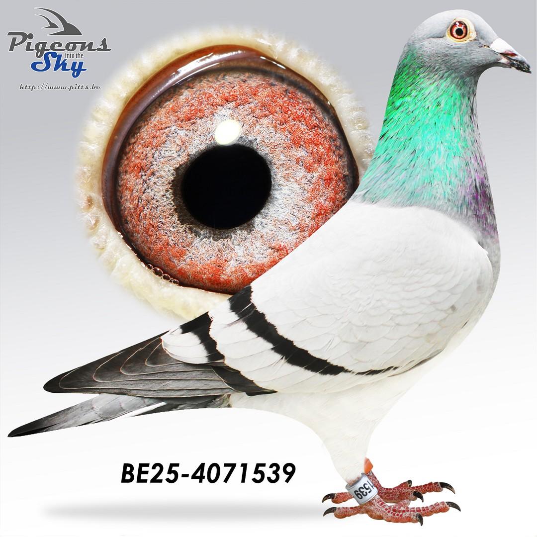 BE25-4071539