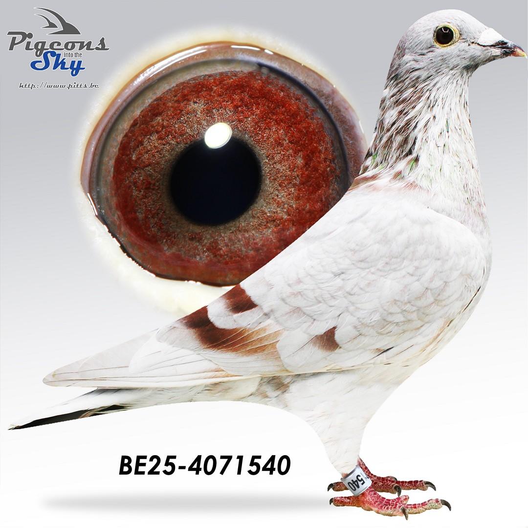 BE25-4071540