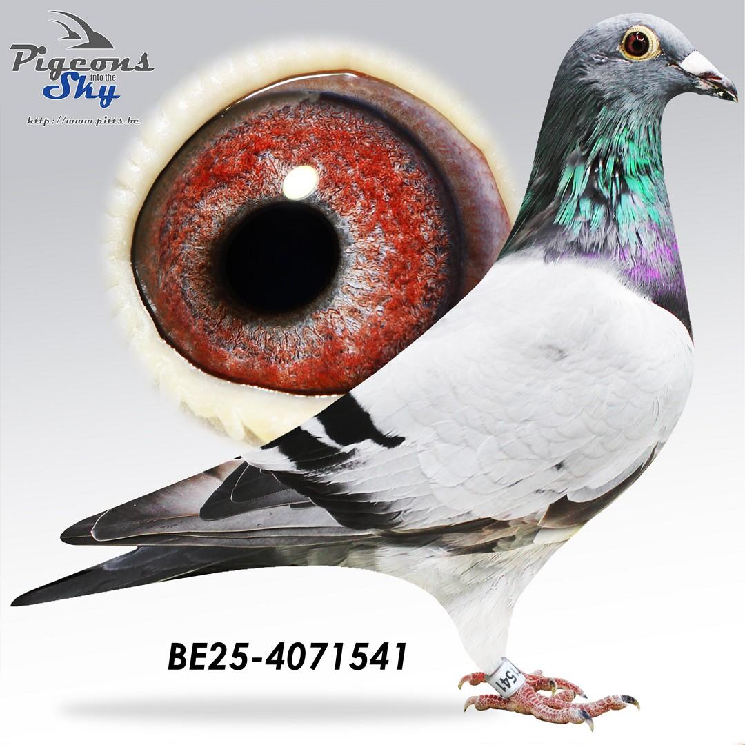 BE25-4071541