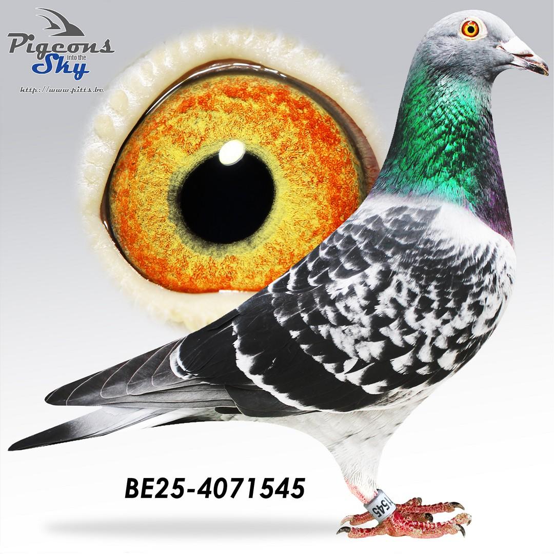 BE25-4071545
