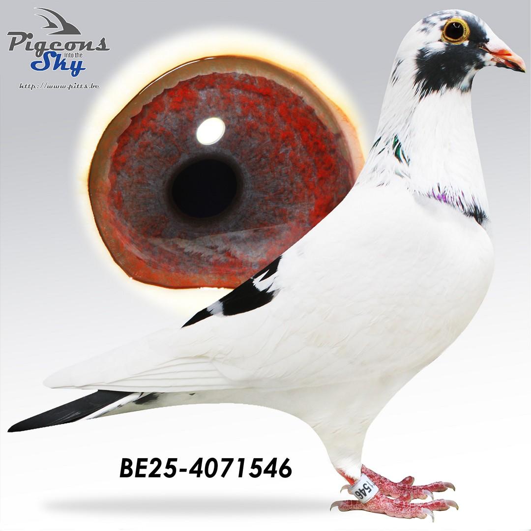 BE25-4071546