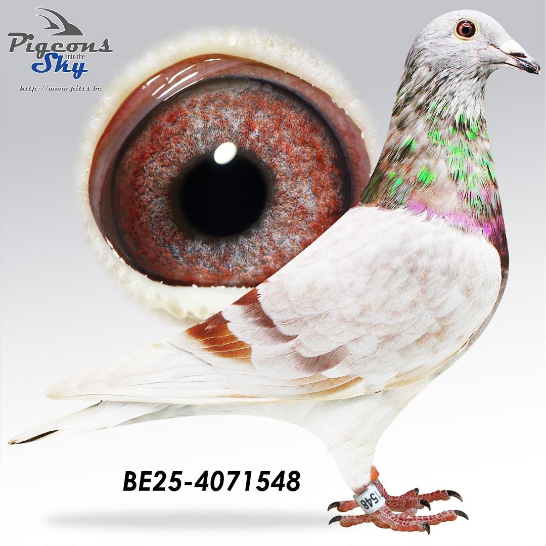 BE25-4071548