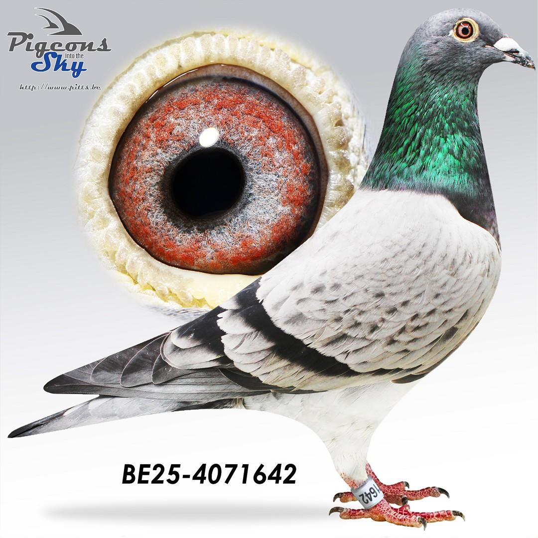 BE25-4071642