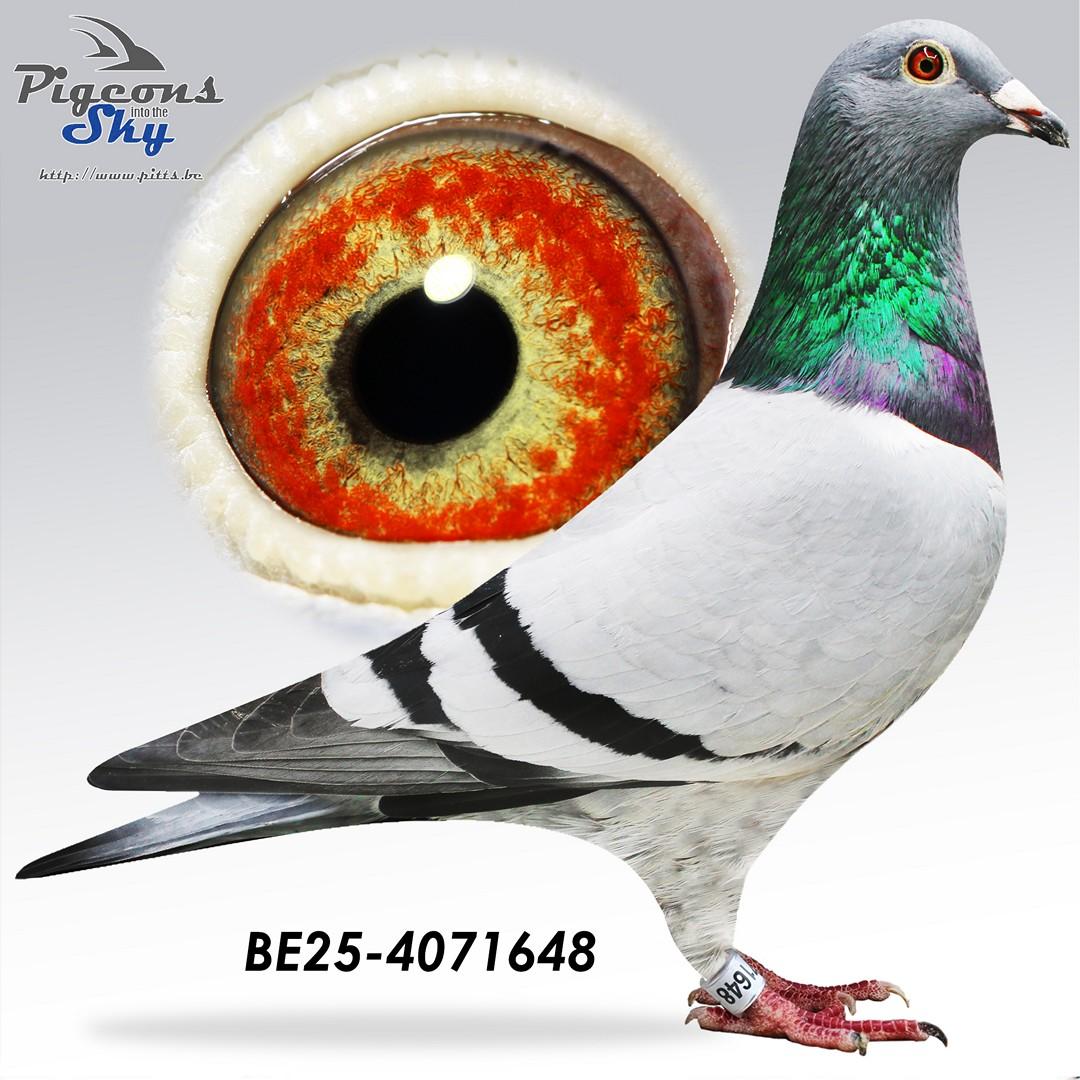 BE25-4071648