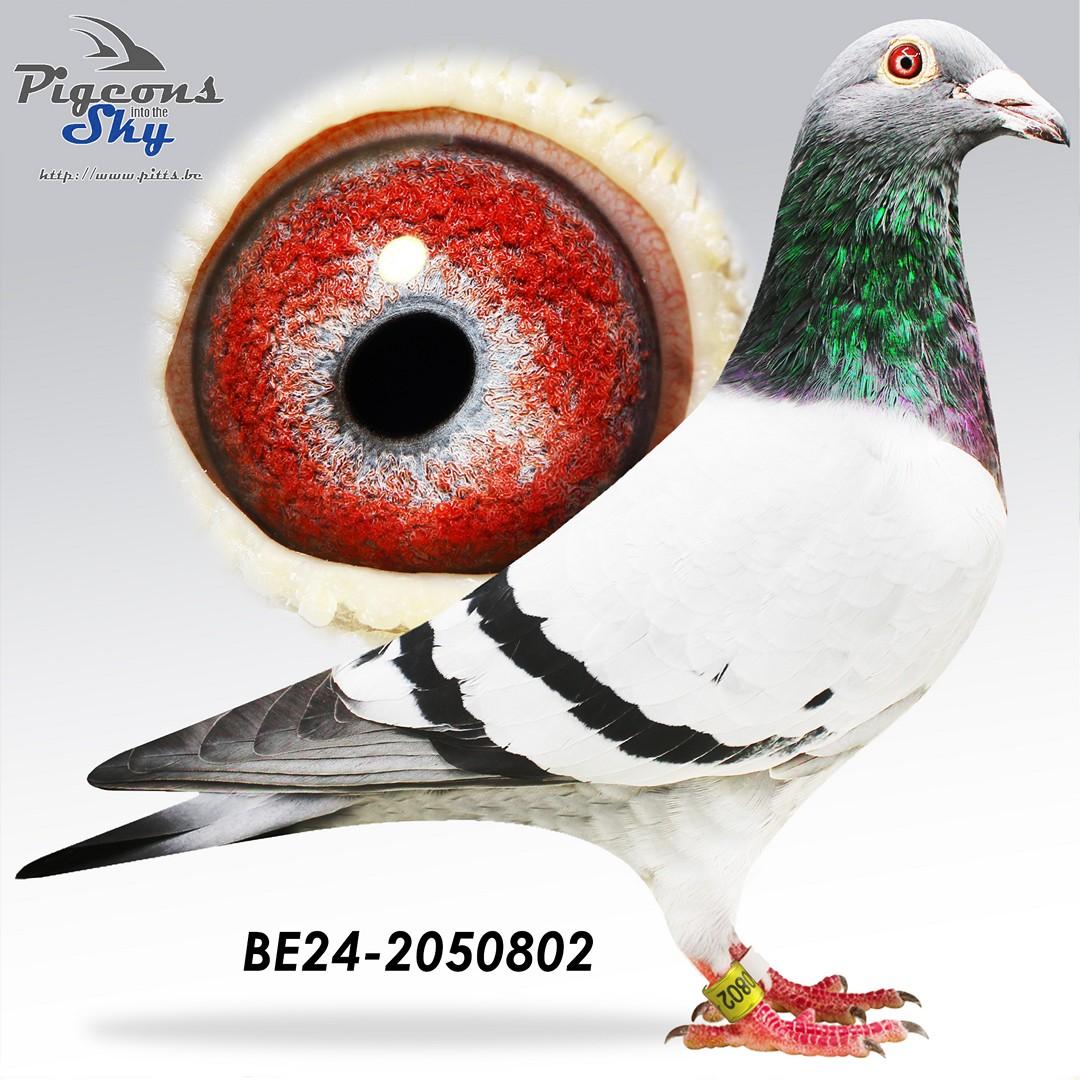 BE24-2050802