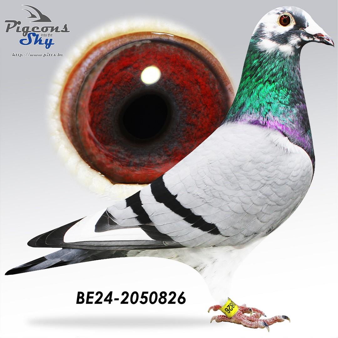 BE24-2050826