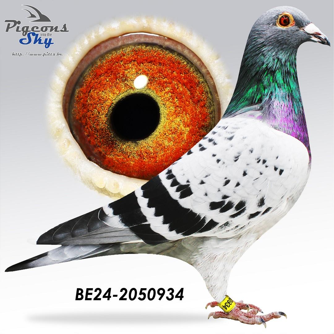 BE24-2050934