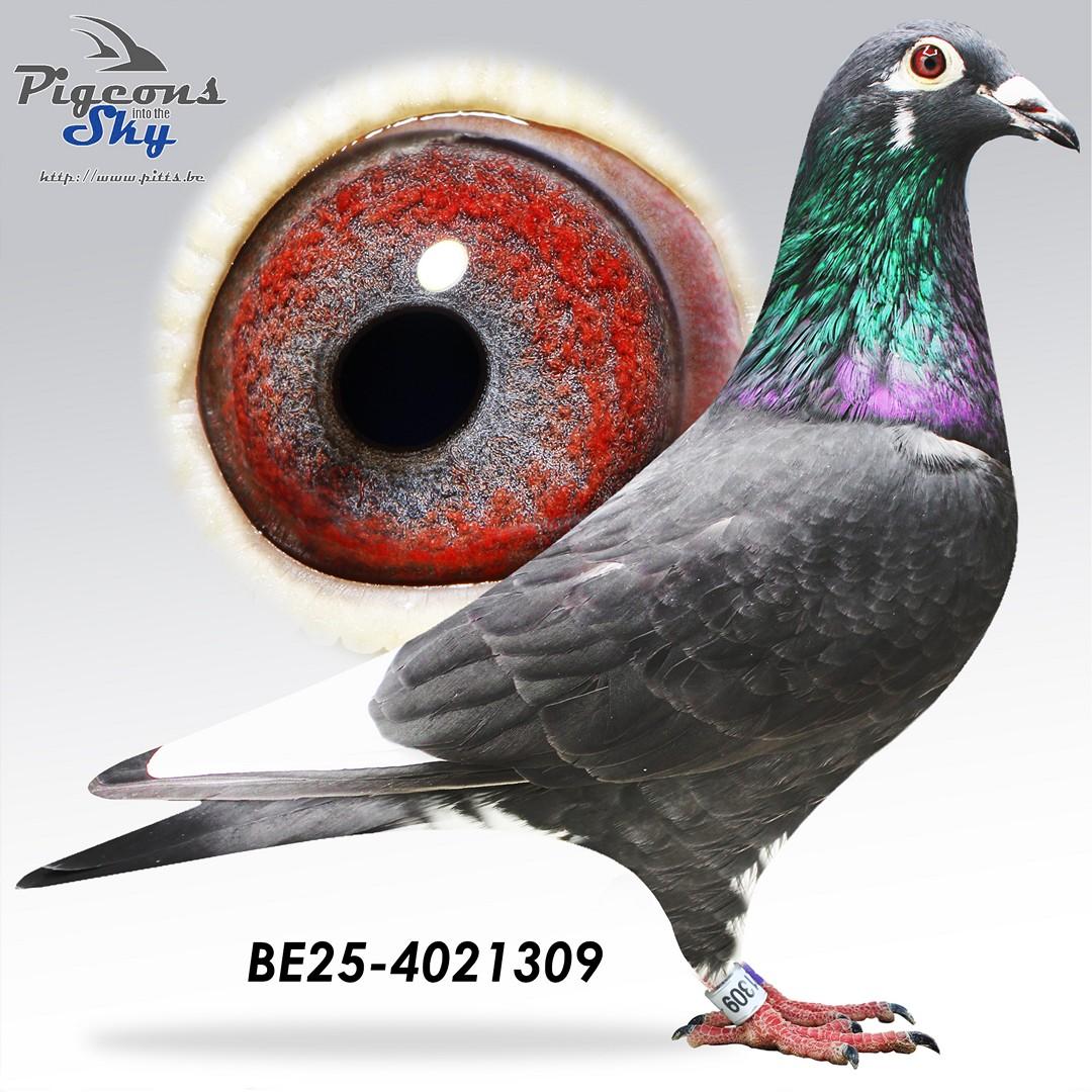 BE25-4021309