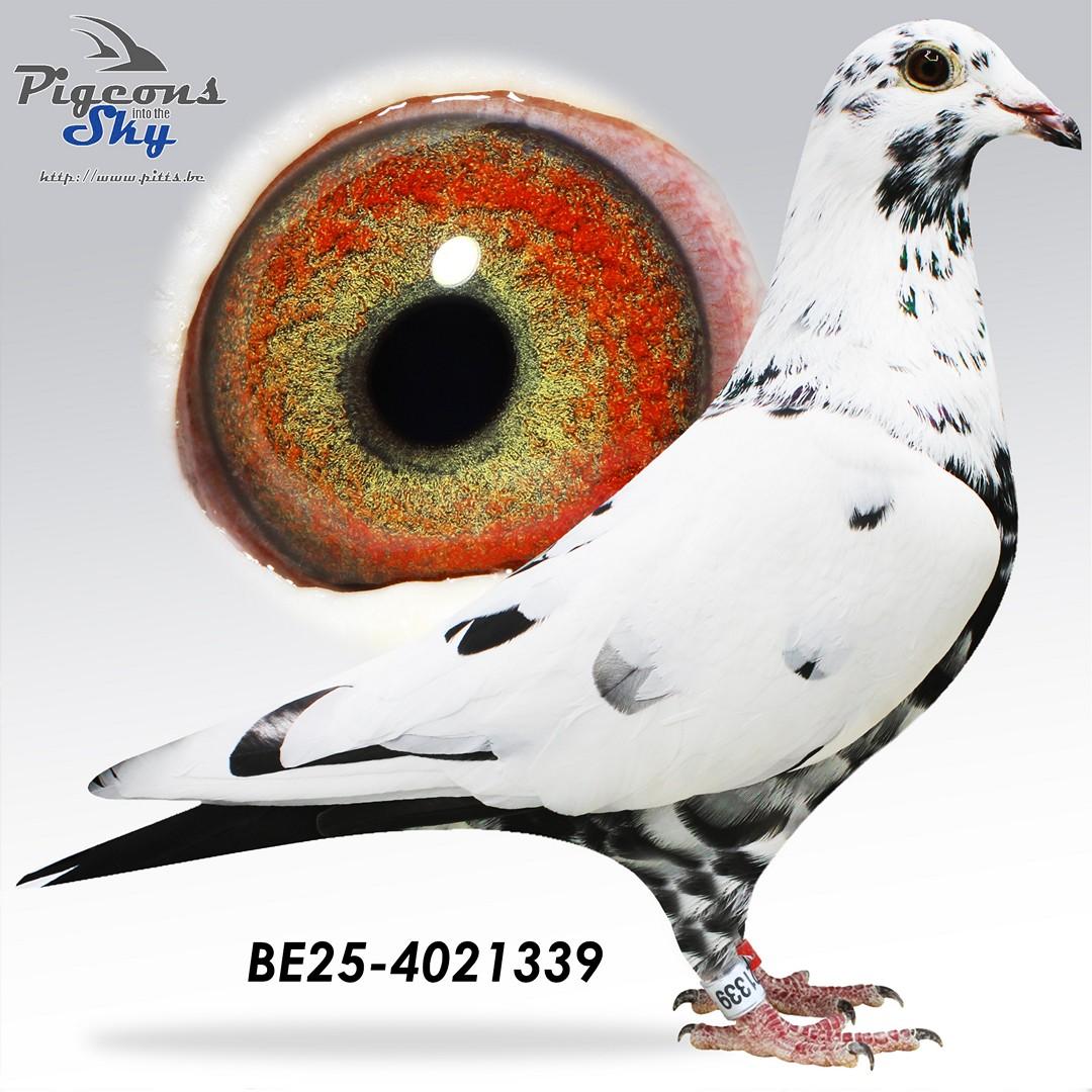 BE25-4021339