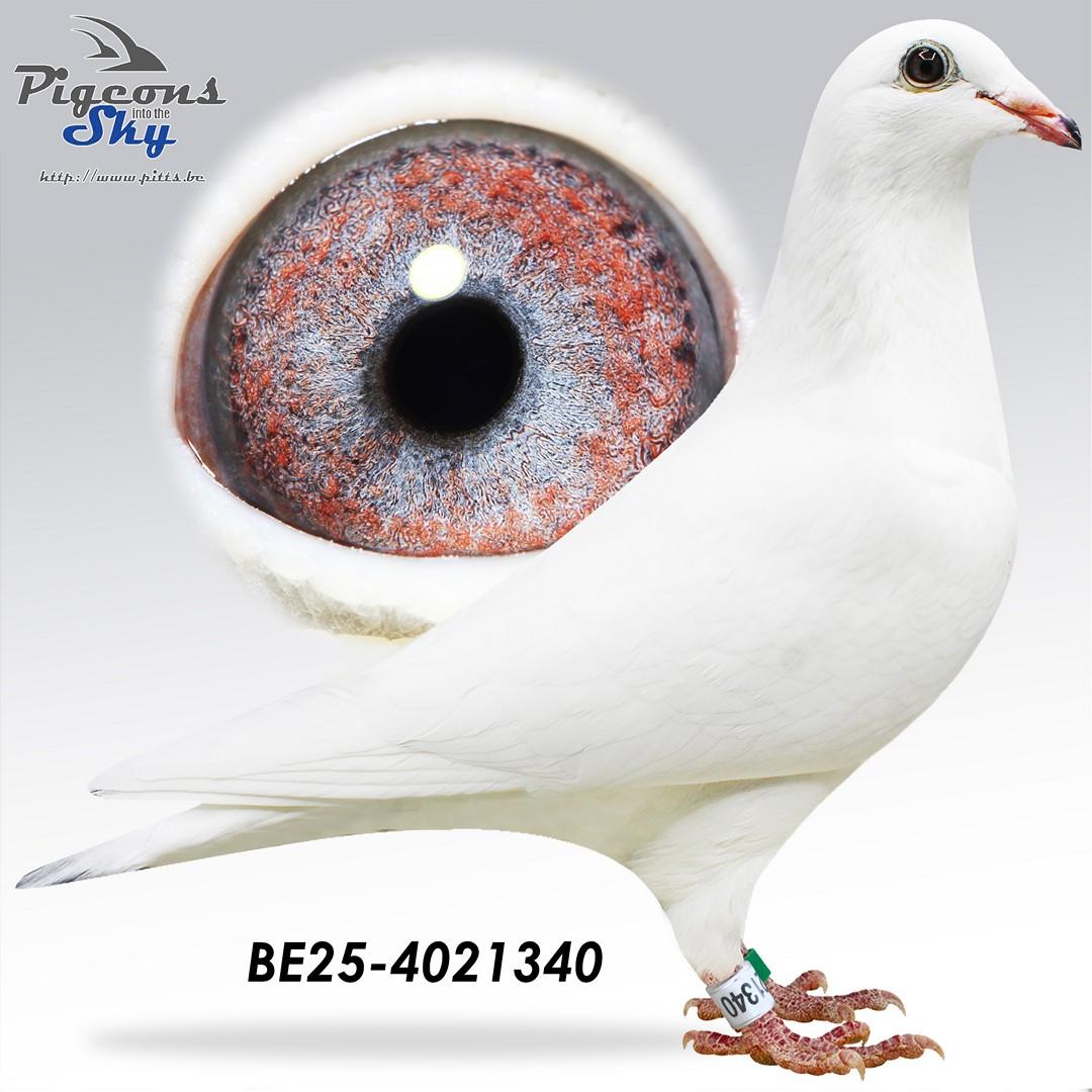 BE25-4021340