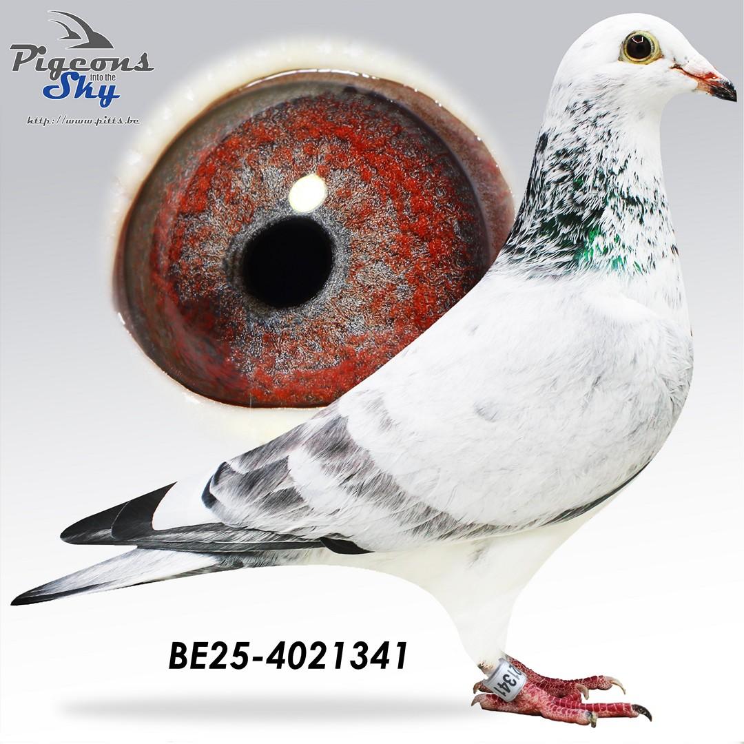 BE25-4021341