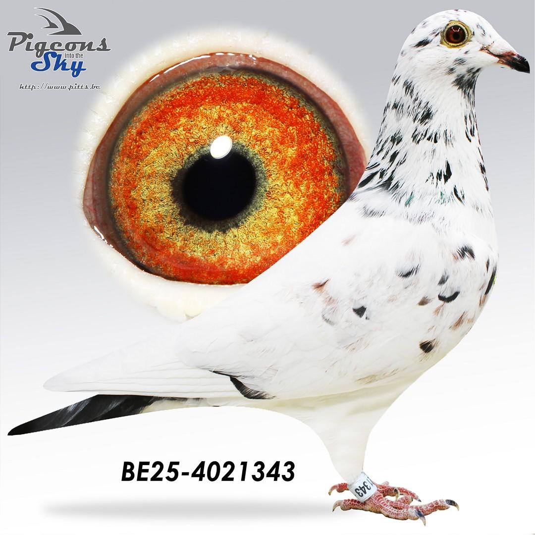 BE25-4021343