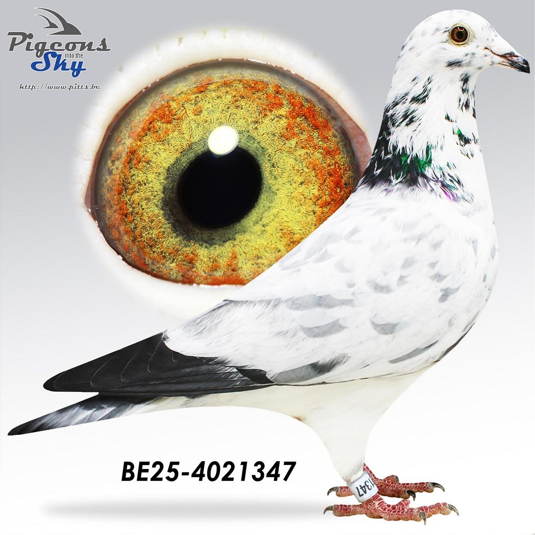 BE25-4021347